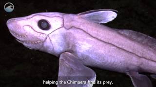 Creatures of the Deep Chimaera [upl. by Ardenia901]