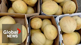 Cantaloupe salmonella outbreak Canadas death toll rises to 5 PHAC says [upl. by Elleraj148]