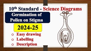 Germination of Pollen on Stigma diagram DRAWING  LABELLING  SSLC  SCIENCE  Biology [upl. by Eek600]