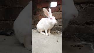 Kaisa laga mera rabbit 🐇 [upl. by Alyahsal]