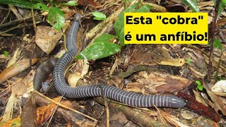 Anfíbios Cobra cega ou cecília  Siphonops annulatus [upl. by Suter]