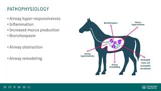 A Closer Look at Equine Asthma [upl. by Jacoby424]