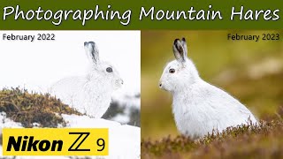 Photographing Mountain Hares in the Scottish Highlands  Nikon Z9 amp 400mm f45 VR S [upl. by Thirion]