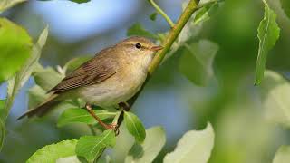 Willow Warbler [upl. by Gosselin]