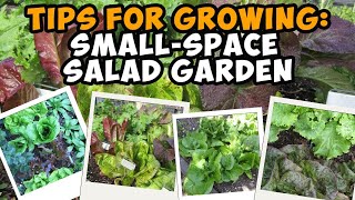 Tips for Planting a SmallSpace Salad Garden [upl. by Pell]