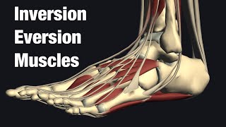 Muscles anatomy of ankle inversion and eversion [upl. by Anagnos]