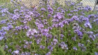 Phacelia Ein Bienenparadies [upl. by Eednak]