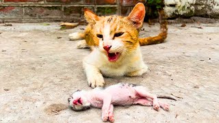 Man Saves Dying Baby Kitten After Crying Mother Cat Desperately Begs For Help [upl. by Enaled]