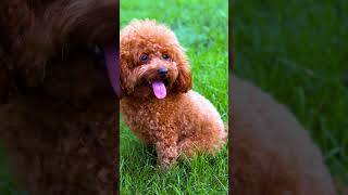 Are Poodles Hunting Dogs shortsvideo [upl. by Khalid344]