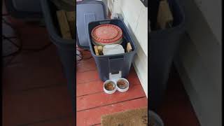 Feral Automatic Cat Feeder [upl. by Brandais]