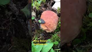 King Bolete mushrooms 2024 [upl. by Haisej]