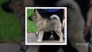 Norwegian Elkhound Dog breed [upl. by Nuahc776]