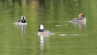 Hooded Merganser Courtship Ritual Made with Clipchamp [upl. by Redford]