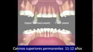 Video Erupcion dentaria [upl. by Rhiamon]