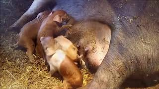 Piglets Being Born [upl. by Dolloff]