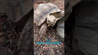 Torty the Sulcata Tortoise is given a kale salad with a chicken audience Human toes for dessert [upl. by Willy]