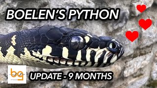 Boelens Python Simalia Boeleni update 2  Nine months [upl. by Acnaiv740]