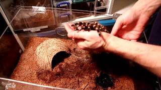 Acanthoscurria geniculata Handling Video [upl. by Jorgensen865]