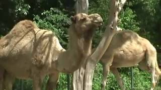 The Dromedary Camel Camelus Dromedarius One Hump [upl. by Ohnuj123]