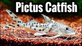 Pictus Catfish Care Guide [upl. by Nochur442]