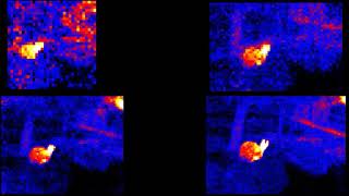 Animal Quiz Infrared Arrays [upl. by Eimaral]