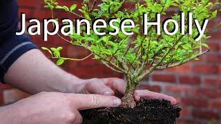 My No 1 garden center tree for bonsai [upl. by Akinas]