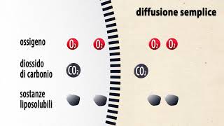 Trasporto passivo membrana cellulare [upl. by Scutt]