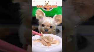 Dog Food Today 🐶 Part 19 dogfood cutedog mukbang dogvlog [upl. by Adnav]