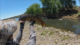 Carp Fishing Australia Fly Fishing [upl. by Craven]