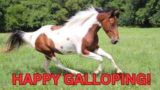 Happy Galloping SHORTS Schleich horse toy video [upl. by Neeli558]