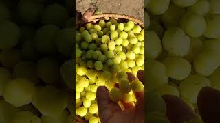 Gooseberry harvest at farm☺️🌧️ To order our farm fresh products kindly click wwworganicfarmerstore [upl. by Kerek]