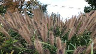 Pennisetum ‘Red Head’ Ornamental Grass  Garden Crossings [upl. by Garibold]