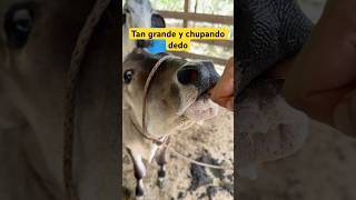 El más grandote de la familia pero es el más tierno 😍 entretenimiento vaca ternura bebe [upl. by Ardnahs]