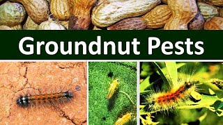 How to manage Insect Pests of Groundnut Arachis hypogaea [upl. by Naaitsirhc]