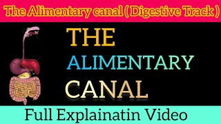 Alimentary Canal Full Detailed Explainatin ।। Digestive system ।। By  Jatin Malviya ।। [upl. by Ybroc]