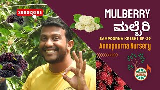 ಮಲ್ಬೆರಿ ರೇಷ್ಮೆ ಹಣ್ಣು ಹಿಪ್ಪುನೇರಳೆ ಉಪ್ಪುನೇರಳೆ  Mulberry Morus alba  Sampoorna Krishi Ep  29 [upl. by Ybeloc]