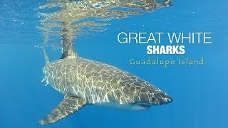 Islander Charters Shark Diving  Guadalupe Island [upl. by Estis64]