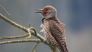 Northern Flicker calling [upl. by Annahpos568]