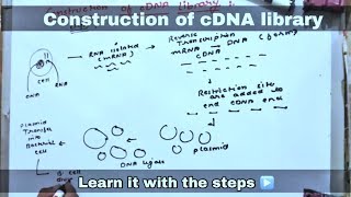 cDNA library ll biology ll [upl. by Esinwahs81]