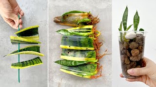 Propagating and growing Sansevieria trifasciata in water a unique idea for fancy table pots [upl. by Eniortna]