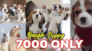 Beagle Puppy for just 7000 rupees  low price dog sale Kerala  ചെറിയ വിലയിൽ പപ്പീസ് എത്തിയിട്ടുണ്ട് [upl. by Ardnahsal]