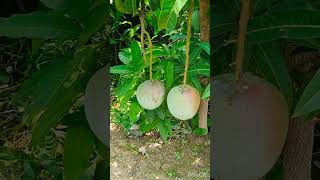 R2E2 MangoApple mango 🥭 plant availablecontact 8317853257All over india wholesalers  gardening [upl. by Baggott]