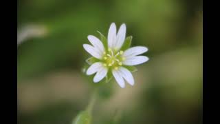 MOUSEEAR CHICKWEED [upl. by Devaj575]