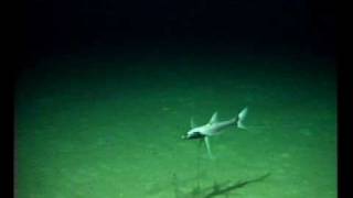 Tripod fish eyeballs ROV at 1443m deep [upl. by Ruffo]