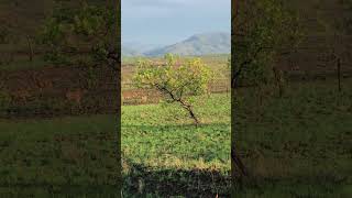 Running Swayne’s hartebeest in Maze National Park Ethiopia [upl. by Aihsemek]