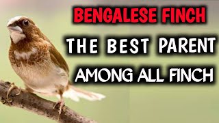 Bengalese finch Breeding tips amp care Bengali finchtamil [upl. by Stanway466]