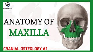 Maxilla Anatomy  Cranial osteology 1 [upl. by Nerval949]