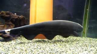 Black Ghost Knife Fish 2 30cm [upl. by Lashonda]