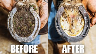 Farrier ASMR  Satisfying Hoof Restoration [upl. by Ecinert831]