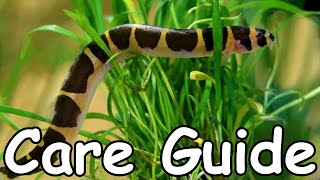 Kuhli Loach Care Guide [upl. by Euell]